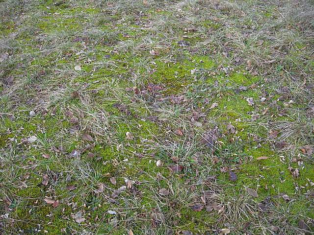 I  Funghi  dopo  l''Uragano